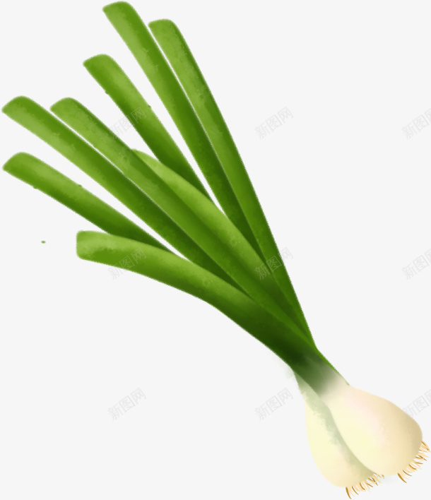 手绘蔬菜葱png免抠素材_88icon https://88icon.com 手绘 插画葱 素材 葱 蔬菜