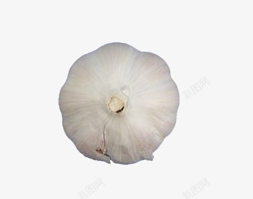 大蒜png免抠素材_88icon https://88icon.com 白色 蒜头 蒜臭 蔬菜