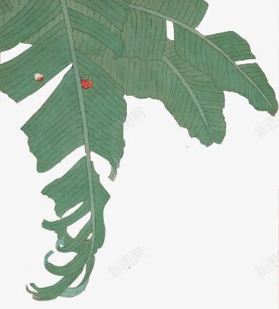 椰子叶子png免抠素材_88icon https://88icon.com 叶子 妞板瓙 椰子 瑁呴 素材 绱犳潗 装饰 鍙跺瓙