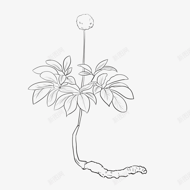 手绘冬虫夏草线稿psd免抠素材_88icon https://88icon.com 写真在线 冬虫夏草 手绘 线稿 虫草花