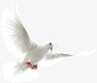 白色手绘白鸽美景png免抠素材_88icon https://88icon.com 白色 白鸽 美景
