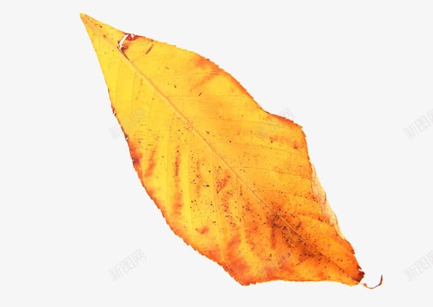 秋叶树叶火红色的叶子png免抠素材_88icon https://88icon.com 树叶 火红色的叶子 秋叶
