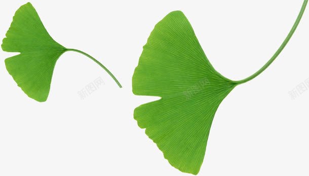 绿色植物飞扬效果叶子png免抠素材_88icon https://88icon.com 叶子 效果 绿色植物 飞扬