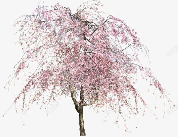 开满白花的树png免抠素材_88icon https://88icon.com png素材 开满白花的树