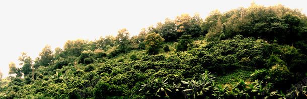 合成效果风景区的植物效果png免抠素材_88icon https://88icon.com 合成 效果 植物 风景区