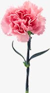 粉色鲜花康乃馨花朵装饰png免抠素材_88icon https://88icon.com 康乃馨 粉色 花朵 装饰 鲜花