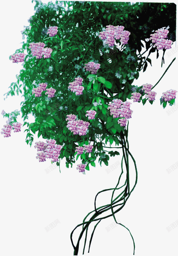 翠绿的叶子png免抠素材_88icon https://88icon.com 叶子 小花 翠绿