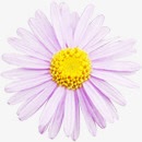粉色春天清新花朵png免抠素材_88icon https://88icon.com 春天 清新 粉色 花朵
