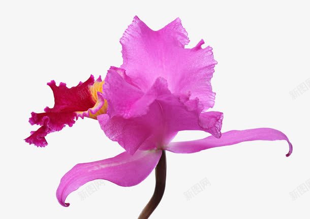 一朵奇怪的花png免抠素材_88icon https://88icon.com 国色 国色天香 奇异 怪异 花