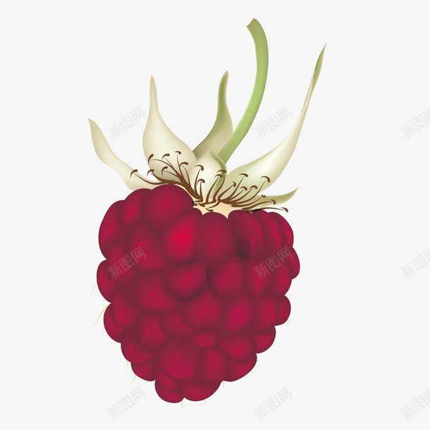 野果子png免抠素材_88icon https://88icon.com 水果 红色 装饰 覆盆子