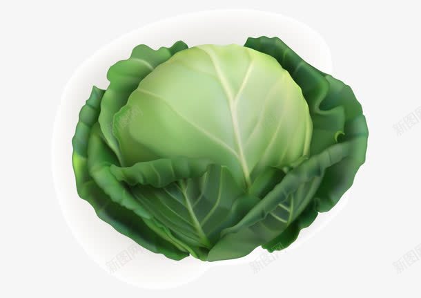卷心菜包菜空心菜蔬菜png免抠素材_88icon https://88icon.com 包菜 卷心菜 空心菜 蔬菜