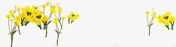 黄色花朵美景草地景观png免抠素材_88icon https://88icon.com 景观 美景 花朵 草地 黄色