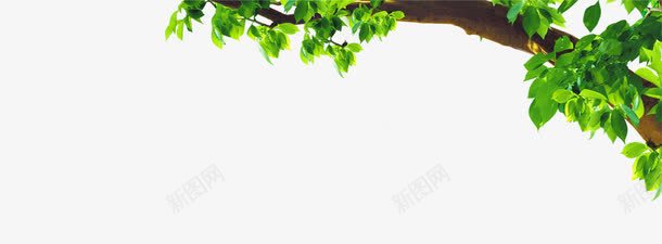 绿色树叶养生宣传png免抠素材_88icon https://88icon.com 养生 宣传 树叶 绿色