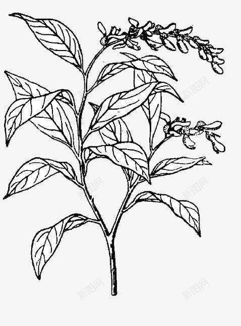 手绘桂花花瓣png免抠素材_88icon https://88icon.com 手绘 桂花 桂花花瓣 花瓣