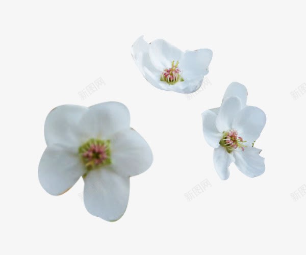 三朵梨花花瓣png免抠素材_88icon https://88icon.com 三朵 梨花 梨花花瓣 植物 花瓣