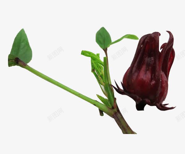 洛神花与绿叶png免抠素材_88icon https://88icon.com 叶子 植物 洛神花 绿叶 花卉 花朵