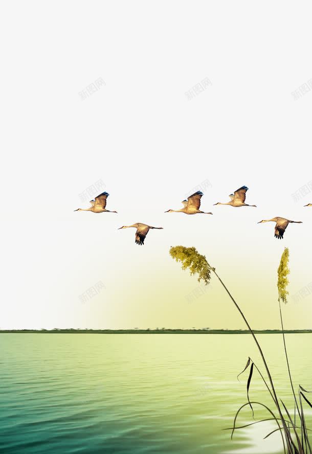 芦苇天鹅江边背景png免抠素材_88icon https://88icon.com 天鹅 江景 江边 素材背景 芦苇