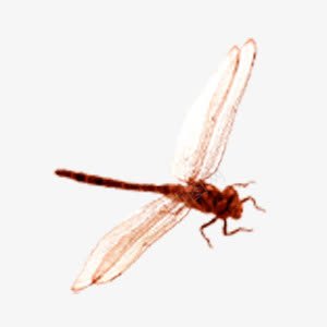 手绘蜻蜓png免抠素材_88icon https://88icon.com 动物 手绘 蜻蜓