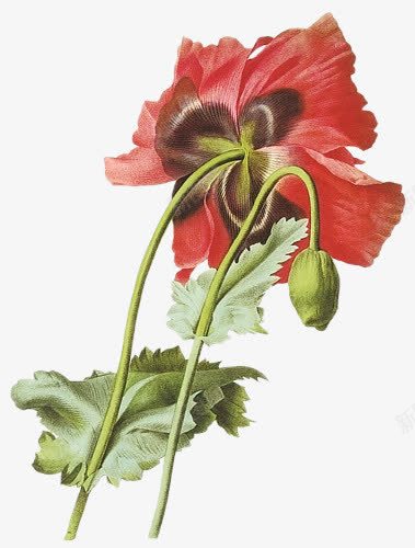红色花朵水墨红色花朵png免抠素材_88icon https://88icon.com 水墨 红色 花朵