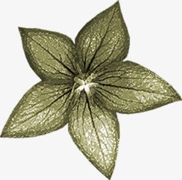 枯草装饰png免抠素材_88icon https://88icon.com 叶片 树叶 绿草 萎叶