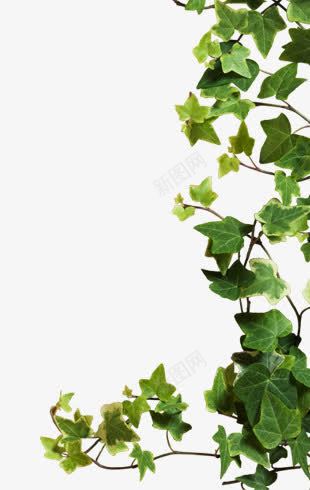 绿色藤叶植物png免抠素材_88icon https://88icon.com 植物 绿色