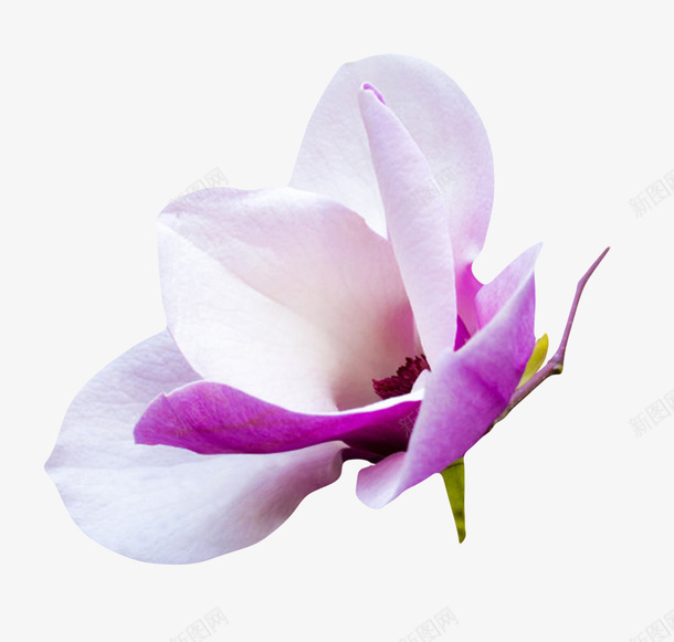 白紫色香味耐寒的玉兰花瓣实物png免抠素材_88icon https://88icon.com 喜光 枝叶 植物界 玉兰花瓣 耐寒 花朵 芳香油 药用价值 观赏植物