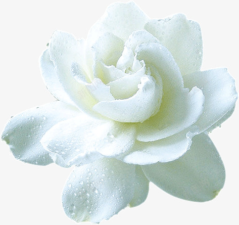 洁白的花朵png免抠素材_88icon https://88icon.com 无暇 洁白 白玉 花朵