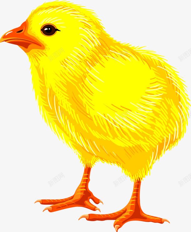 鸡png免抠素材_88icon https://88icon.com 动物 卡通 小鸡 野鸡 鸡