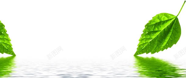 叶子png免抠素材_88icon https://88icon.com 叶子 水面 绿色