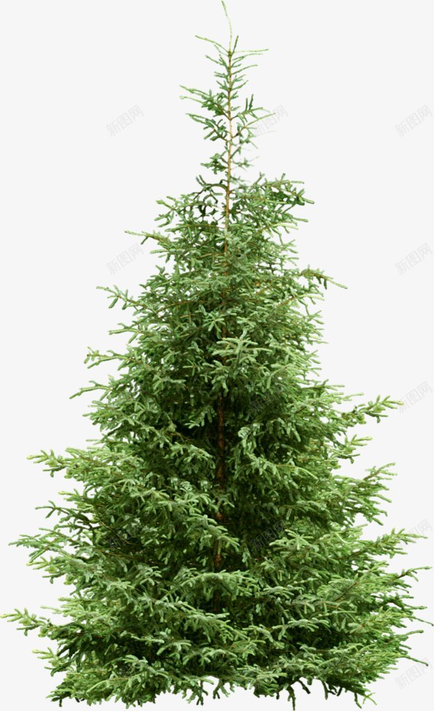 透明绿色水果鲜花植物干净栀子花树叶绿叶叶子芦荟png免抠素材_88icon https://88icon.com 图片 干净 栀子 树叶 植物 水果 绿色 花 透明 鲜花