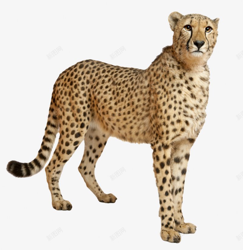 豹子金钱豹透明5动物昆虫动物大型动物小型宠png免抠素材_88icon https://88icon.com 动物昆虫免扣动物 合成 大型动物 大象 小型宠物 爬行动物 豹子金钱豹免扣透明 飞禽走兽 鱼 鸟