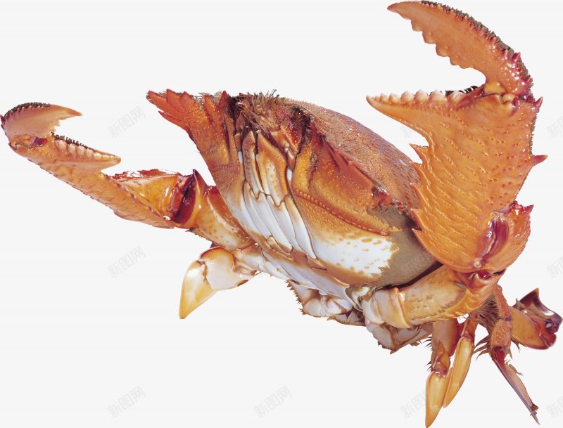 螃蟹大闸蟹海鲜透明1动物昆虫动物大型动物小png免抠素材_88icon https://88icon.com 动物昆虫免扣动物 合成 大型动物 大象 小型宠物 爬行动物 飞禽走兽 鱼 鸟 龙