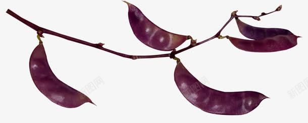 紫色扁豆角png免抠素材_88icon https://88icon.com 植物 紫色 食品