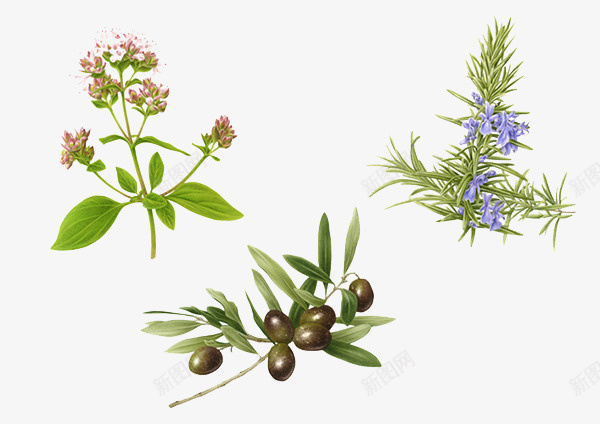 创意本草植物png免抠素材_88icon https://88icon.com 创意本草 叶子 植物素材 花素材