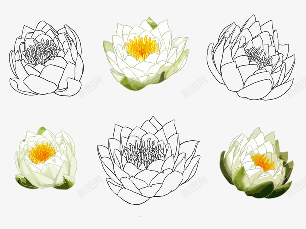 手绘莲花png免抠素材_88icon https://88icon.com 手绘 白色 莲花