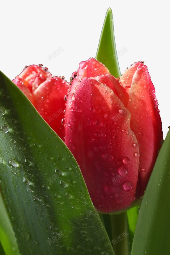 早晨的花朵png免抠素材_88icon https://88icon.com 植物 花叶 花朵 郁金香