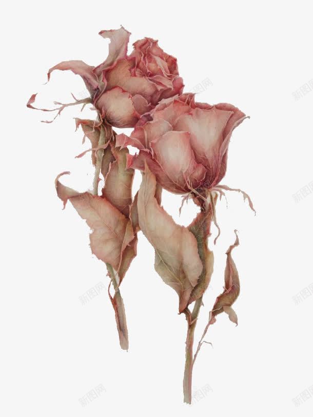 素色玫瑰花png免抠素材_88icon https://88icon.com 手绘 玫瑰花 玫瑰花素材 素色