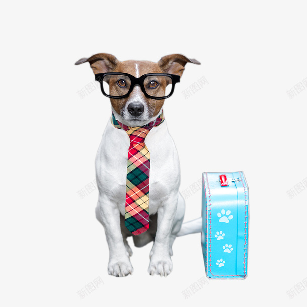 可爱的流浪狗狗png免抠素材_88icon https://88icon.com 可爱 带眼镜 带箱子 户外 流浪狗