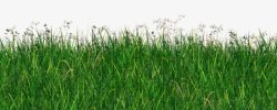 风信子植物png图片下载 风信子植物素材