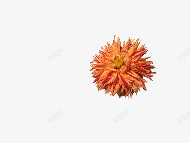 枯萎的花png免抠素材_88icon https://88icon.com 干枯 木槿花 枯黄