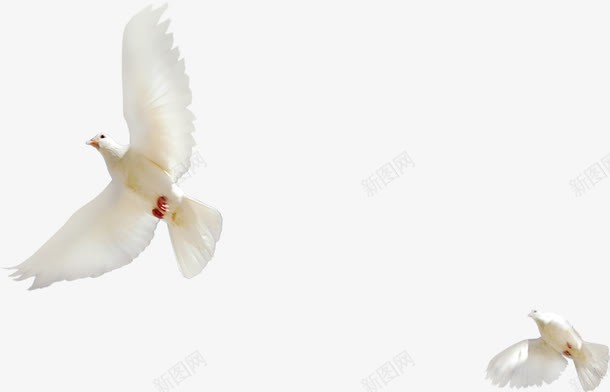 白色飞舞白鸽翱翔节日png免抠素材_88icon https://88icon.com 白色 白鸽 翱翔 节日 飞舞