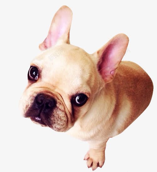 平和的犬png免抠素材_88icon https://88icon.com 体型 健康 动物 斗牛犬 法斗