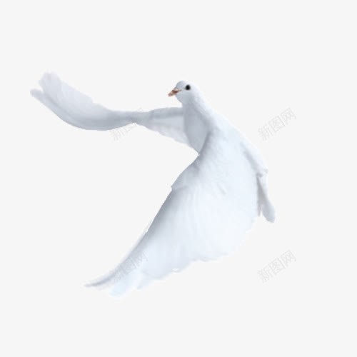 白鸽png免抠素材_88icon https://88icon.com 动物 小鸟 白鸽 鸟