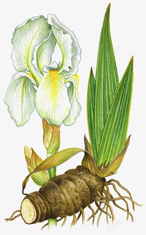 一株鸢尾花png免抠素材_88icon https://88icon.com 叶子 植物 绿色 鲜花 鸢尾