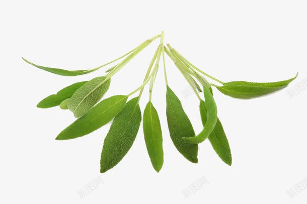 鼠尾草png免抠素材_88icon https://88icon.com 几个 叶子 无人 药草 鼠尾草