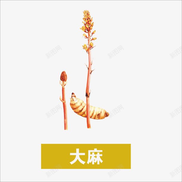 大麻png免抠素材_88icon https://88icon.com 中药 本草纲目 草药 药材
