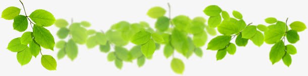 创意绿色草本植物树叶png免抠素材_88icon https://88icon.com 创意 树叶 绿色 草本植物