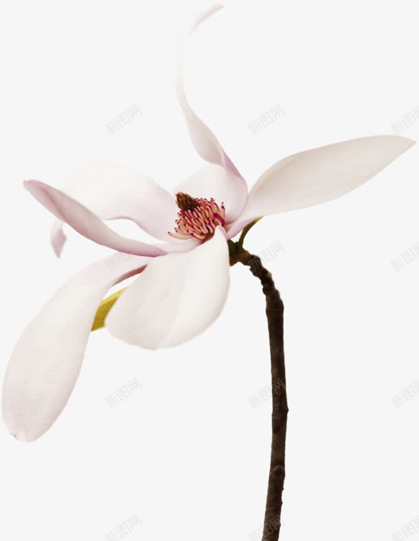 透明白色花叶png免抠素材_88icon https://88icon.com 白色 花叶 透明