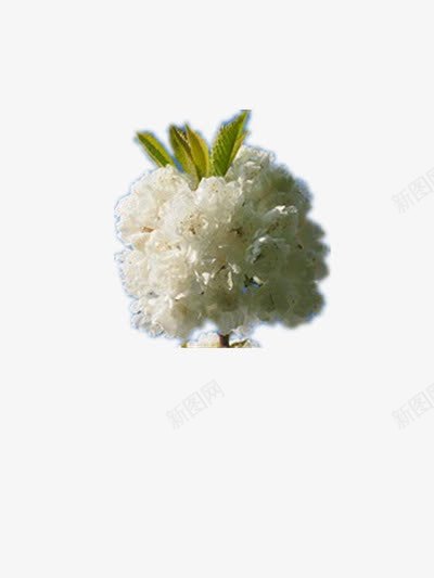鲜花png免抠素材_88icon https://88icon.com 叶子 杜鹃花 白色 鲜花