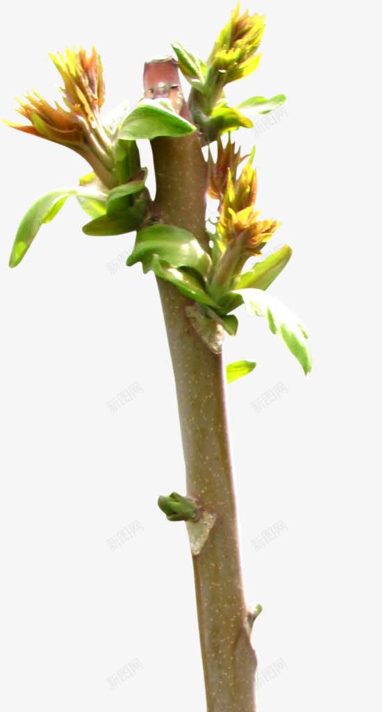花卉枝干写真png免抠素材_88icon https://88icon.com 写真 干 枝 花卉